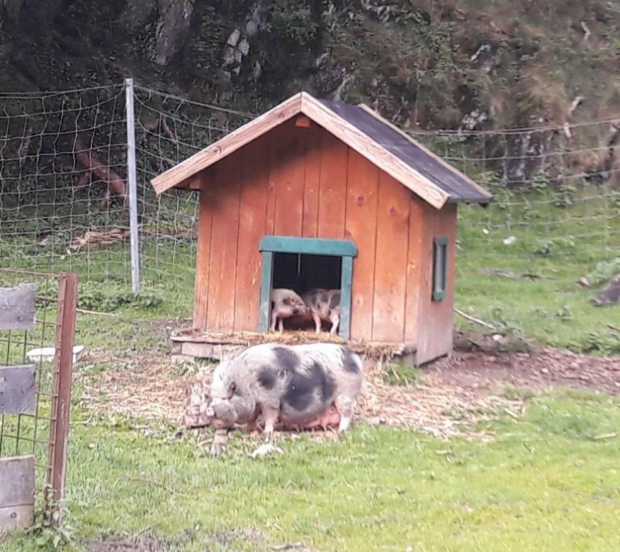 Ferienwohnung Alpklang Untertauern Eksteriør billede